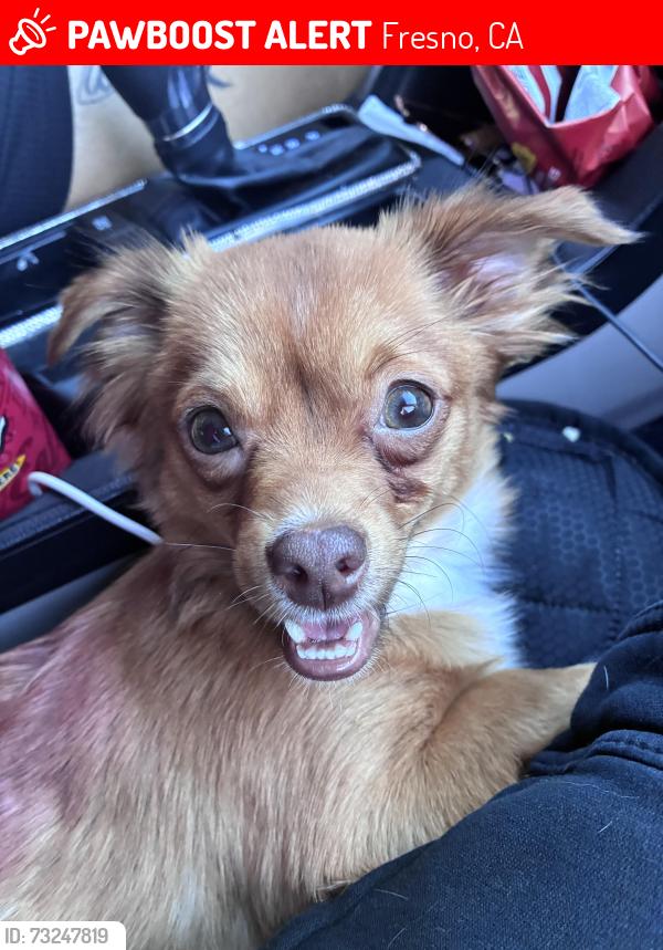 Lost Female Dog last seen shaw and sixth, Fresno, CA 93710