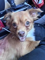 Lost Female Dog last seen shaw and sixth, Fresno, CA 93710