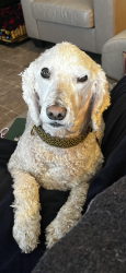 Lost Male Dog last seen Laycock Park, Calgary, AB T2K 4Y1