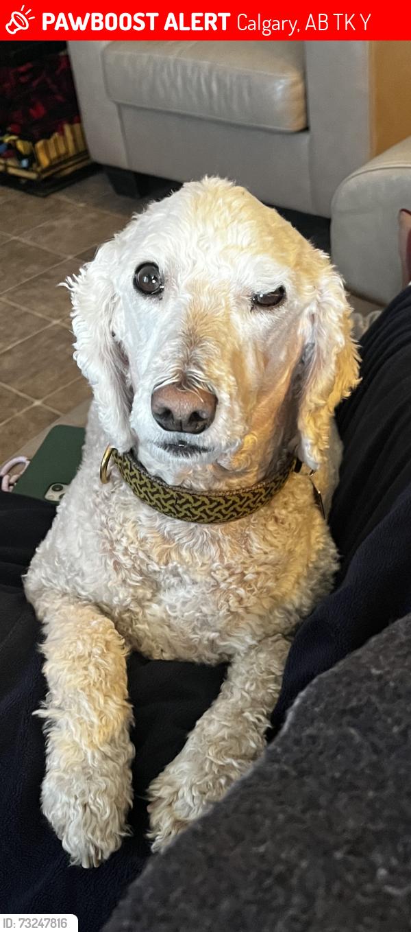 Lost Male Dog last seen Laycock Park, Calgary, AB T2K 4Y1
