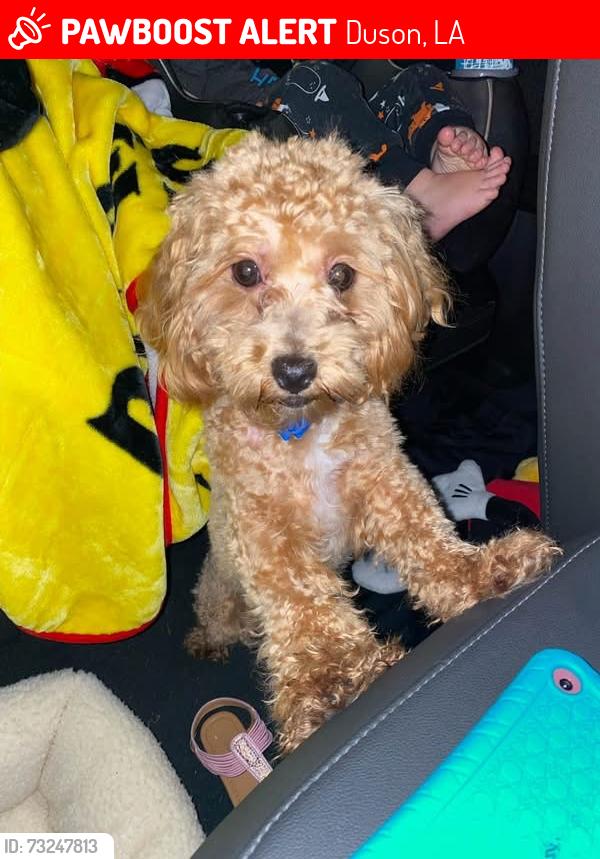 Lost Male Dog last seen Mic Mac Lane & Duhon Road, Duson, LA 70529