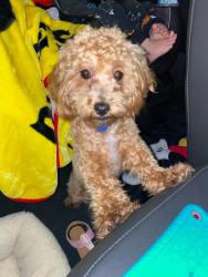 Lost Male Dog last seen Mic Mac Lane & Duhon Road, Duson, LA 70529