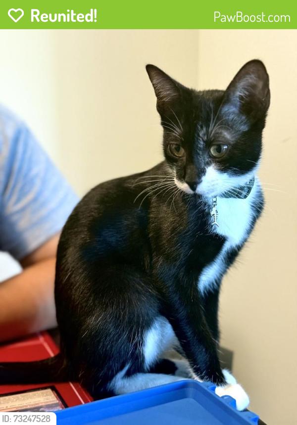 Reunited Female Cat last seen Near Eldridge Rd, Sugar Land, TX 77478, USA, Sugar Land, TX 77478