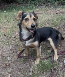 Found/Stray Male Dog last seen Walker Road & Hollywood Street, Charlotte, NC 28211