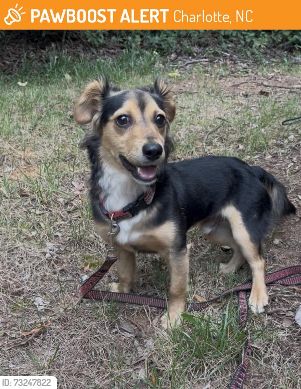 Found/Stray Male Dog last seen Walker Road & Hollywood Street, Charlotte, NC 28211