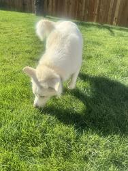 Reunited Male Dog last seen Plumb, Reno, NV 89509