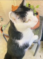 Lost Male Cat last seen Telephone and Cypress Point Lane Ventura CA, Ventura, CA 93003