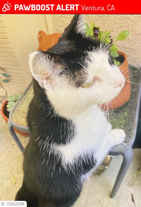 Lost Male Cat last seen Telephone and Cypress Point Lane Ventura CA, Ventura, CA 93003