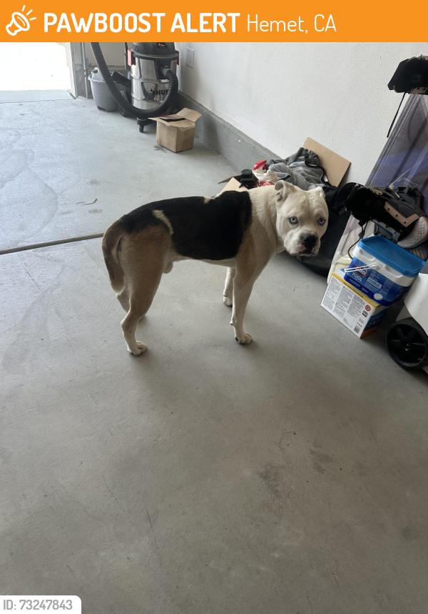 Found/Stray Male Dog last seen Stratton court, Hemet, CA 92583