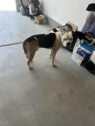 Found/Stray Male Dog last seen Stratton court, Hemet, CA 92583