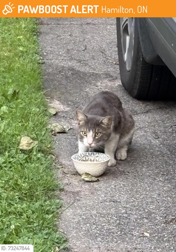 Found/Stray Unknown Cat last seen Mcdonalds by gage park, Hamilton, ON 