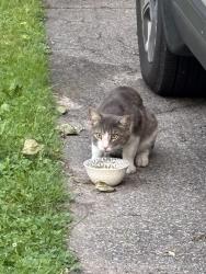 Found/Stray Unknown Cat last seen Mcdonalds by gage park, Hamilton, ON 