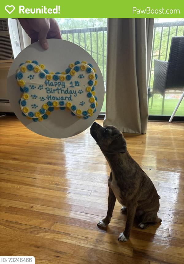 Reunited Male Dog last seen Red gravel Circle Sicklerville NJ, Winslow Township, NJ 08081