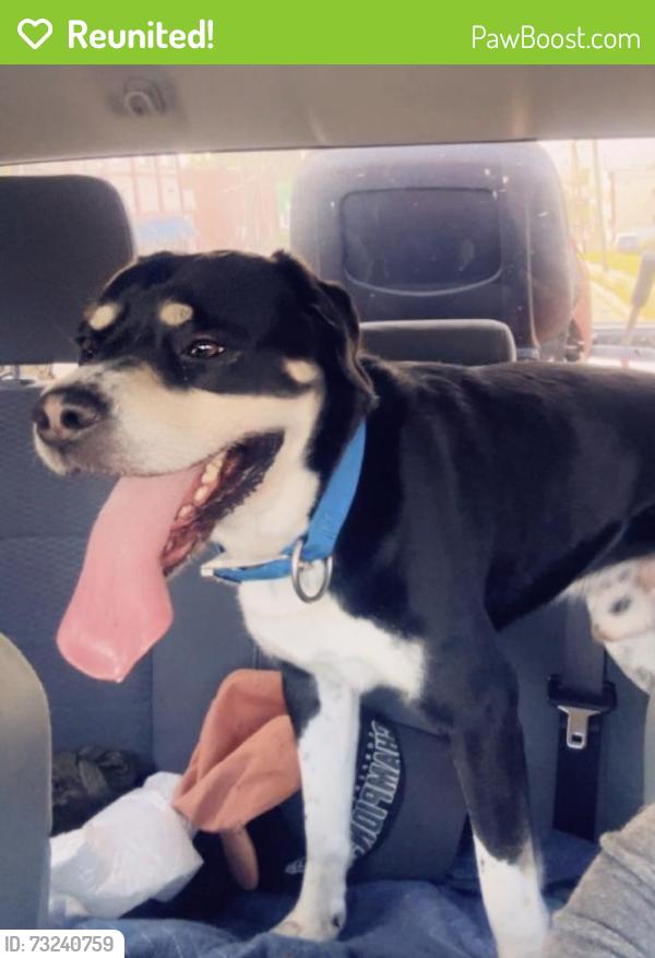Reunited Male Dog last seen Motel 6, Washington, PA 15301