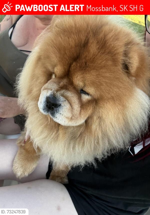 Lost Female Dog last seen Mossbank museum, Mossbank, SK S0H 3G0