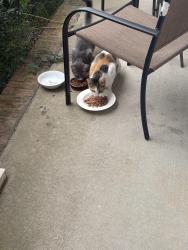 Found/Stray Unknown Cat last seen Mingary ave, Fayetteville, NC 28306
