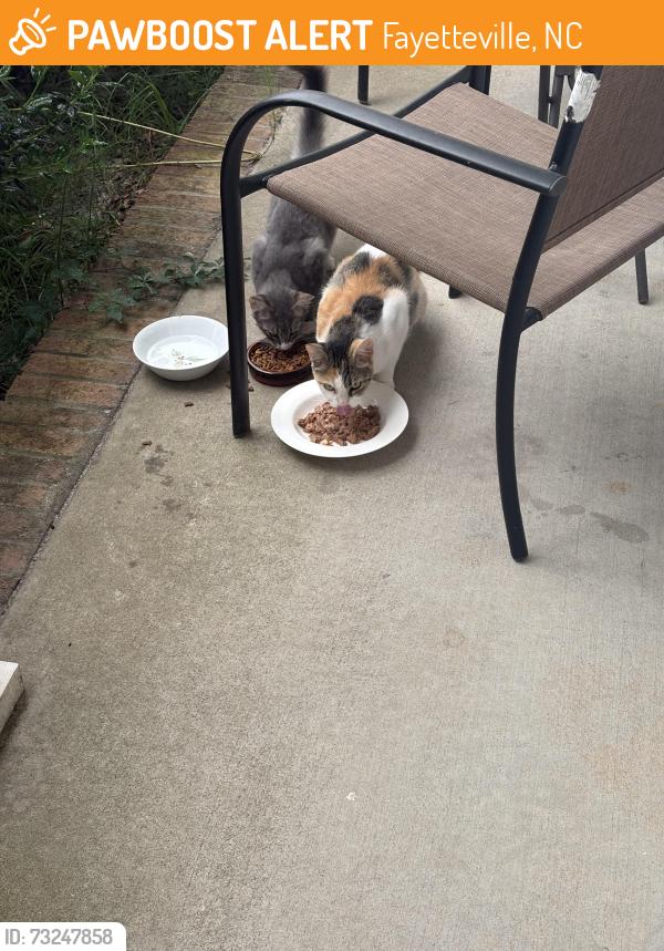 Found/Stray Unknown Cat last seen Mingary ave, Fayetteville, NC 28306