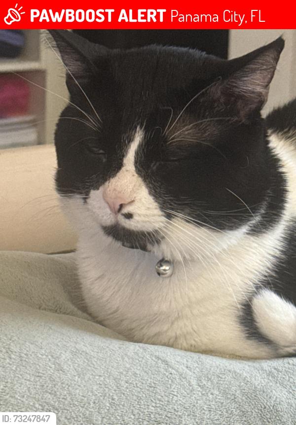 Lost Male Cat last seen Gulf Ave and 14th Street, Panama City, FL 32405