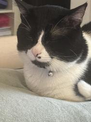 Lost Male Cat last seen Gulf Ave and 14th Street, Panama City, FL 32405