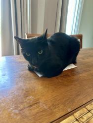 Lost Male Cat last seen Beach & Adams, Huntington Beach, CA 92648