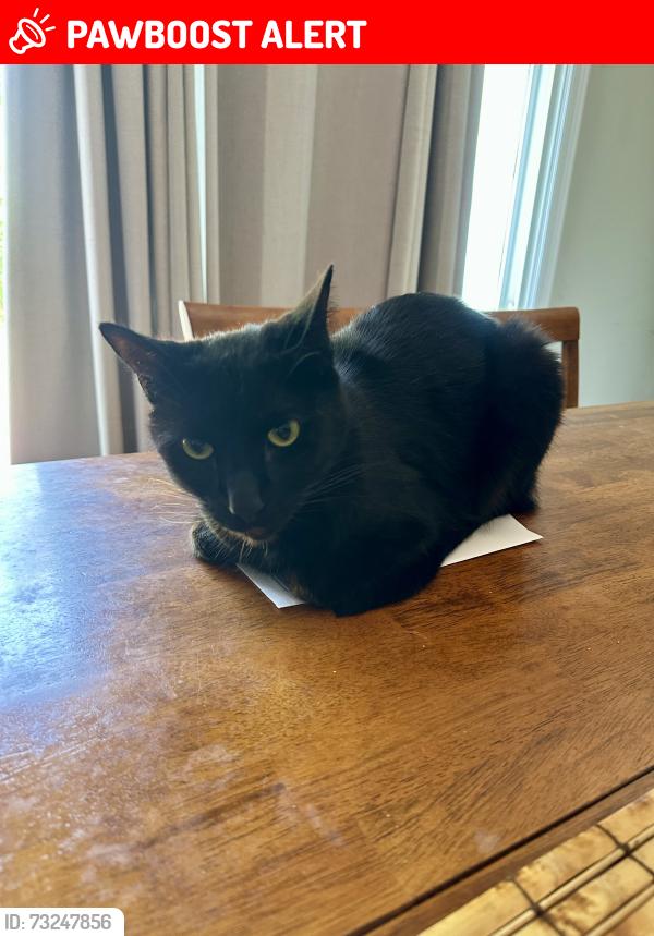 Lost Male Cat last seen Beach & Adams, Huntington Beach, CA 92648