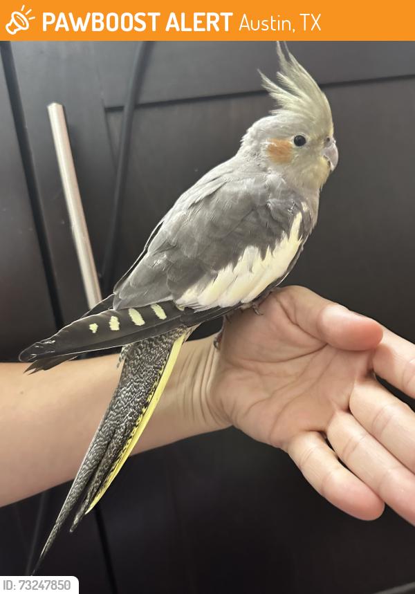 Found/Stray Unknown Bird last seen The Domain, Austin, TX 78758