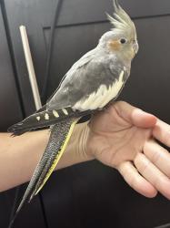 Found/Stray Unknown Bird last seen The Domain, Austin, TX 78758
