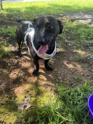 Found/Stray Male Dog last seen Shallowford road, Chattanooga, TN 37411