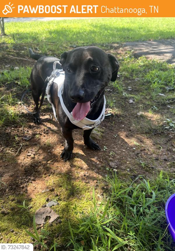 Found/Stray Male Dog last seen Shallowford road, Chattanooga, TN 37411