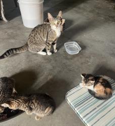 Found/Stray Female Cat last seen CR 424, Paulding County, OH 45813