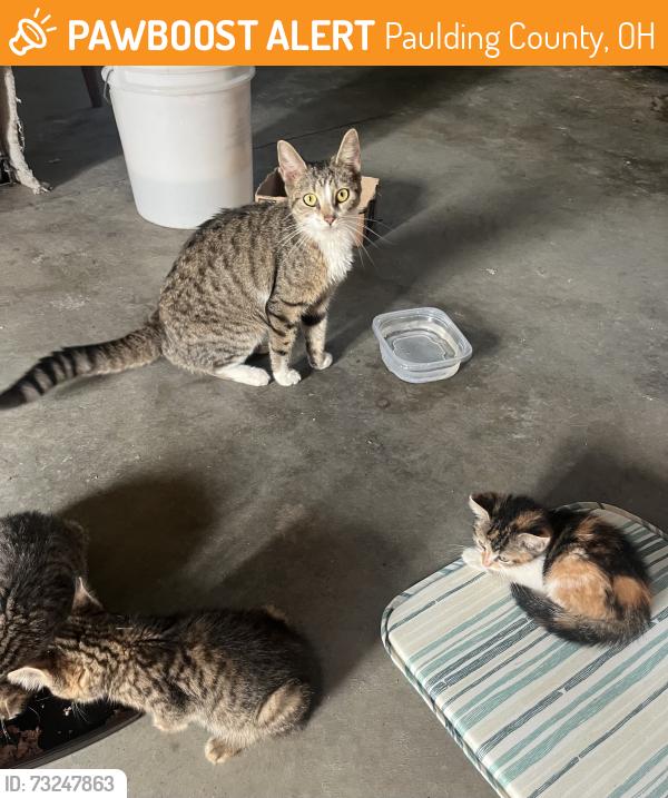 Found/Stray Female Cat last seen CR 424, Paulding County, OH 45813