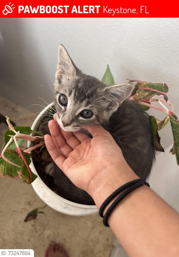 Lost Female Cat last seen Keystone grove, Keystone, FL 33556