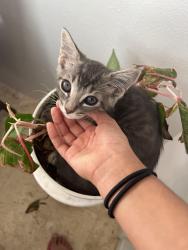 Lost Female Cat last seen Keystone grove, Keystone, FL 33556