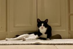 Lost Female Cat last seen Warm Springs Rd near County Line Rd, Columbus, GA 31820