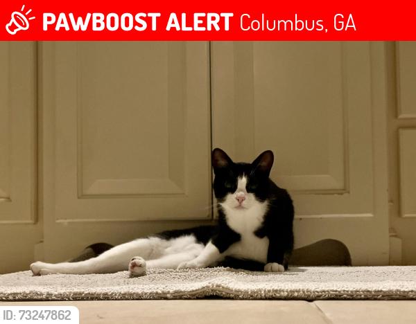 Lost Female Cat last seen Warm Springs Rd near County Line Rd, Columbus, GA 31820