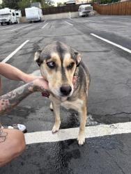 Found/Stray Female Dog last seen Northglenn Elks Lodge, Northglenn, CO 80233