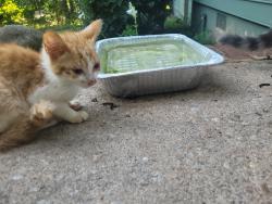 Found/Stray Unknown Cat last seen Wrights way and Saybrook cir, Jonesboro, GA 30236