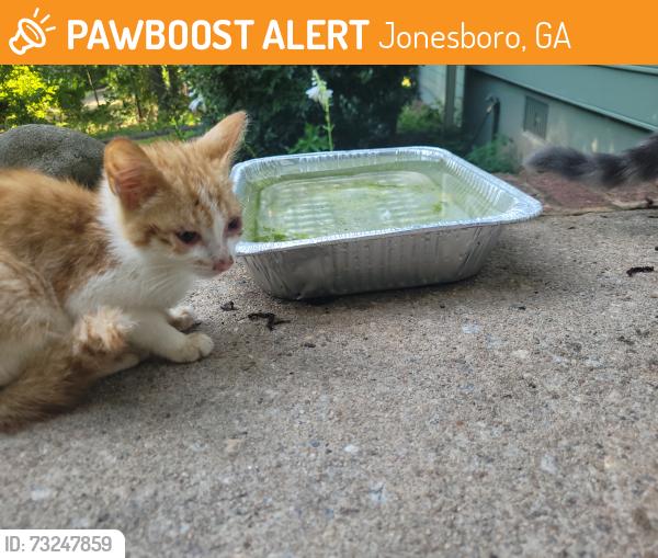 Found/Stray Unknown Cat last seen Wrights way and Saybrook cir, Jonesboro, GA 30236