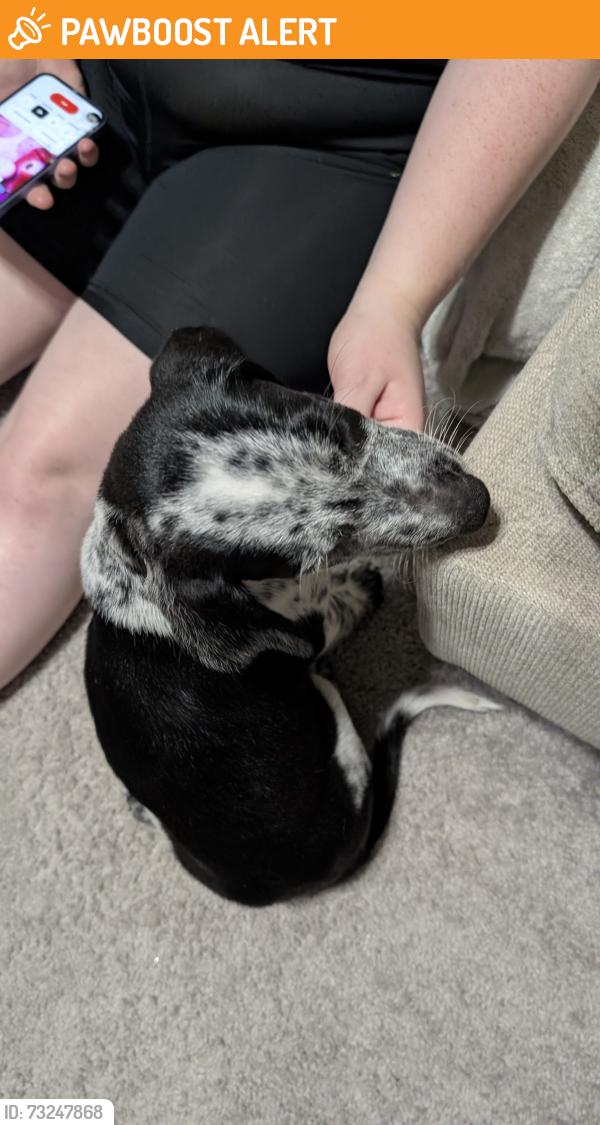 Found/Stray Male Dog last seen Big Oak Drive, Montgomery County, TX 77302