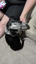 Found/Stray Male Dog last seen Big Oak Drive, Montgomery County, TX 77302