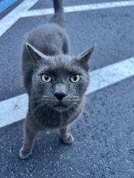 Found/Stray Unknown Cat last seen apmts near 9B and Philips highway, Jacksonville, FL 32258