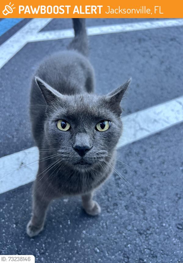 Found/Stray Unknown Cat last seen apmts near 9B and Philips highway, Jacksonville, FL 32258