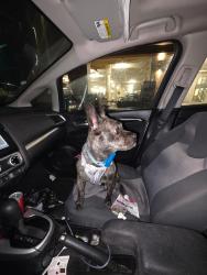 Reunited Female Dog last seen Brancroft, San Leandro, CA 94577