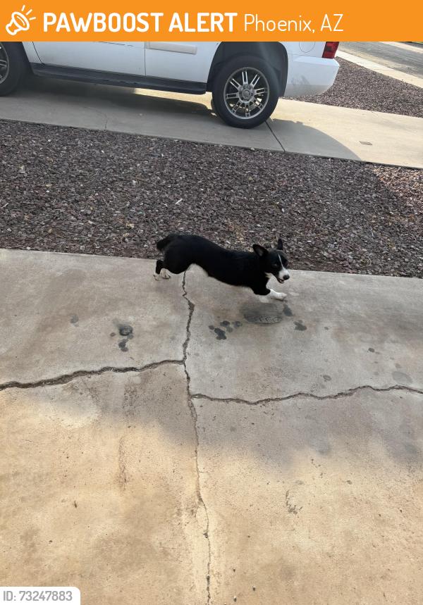 Found/Stray Unknown Dog last seen 35th Ave & butler, Phoenix, AZ 85051