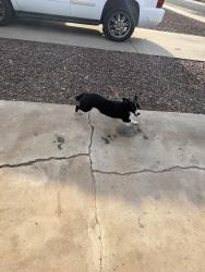 Found/Stray Unknown Dog last seen 35th Ave & butler, Phoenix, AZ 85051