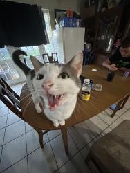 Lost Male Cat last seen Titus ave in shady oaks, Titusville, FL 32796