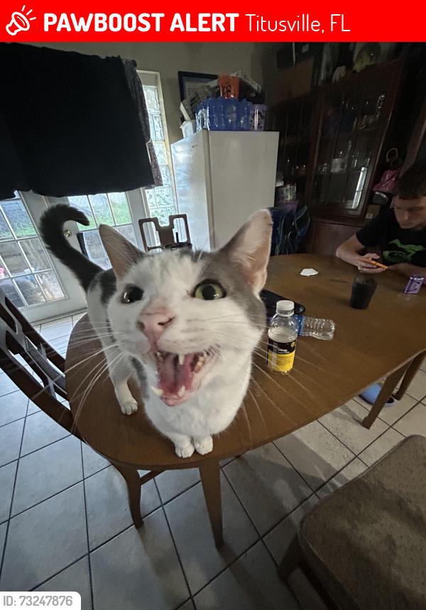 Lost Male Cat last seen Titus ave in shady oaks, Titusville, FL 32796