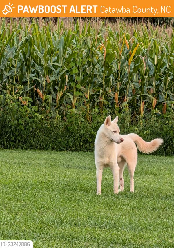 Found/Stray Male Dog last seen Bethel Lutheran Church, Catawba County, NC 28610