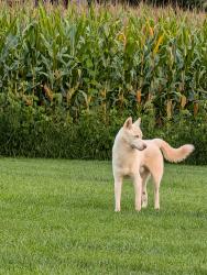 Found/Stray Male Dog last seen Bethel Lutheran Church, Catawba County, NC 28610
