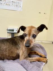 Shelter Stray Female Dog last seen BELLHAVEN @ CHRISTINE, 1950 Stevenson Blvd, Fremont, CA 94538, USA